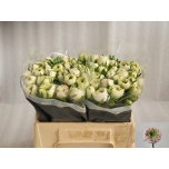 Ranunculus Tulikas Chamallow