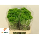 Dianthus Nelk BR Fresh 60cm