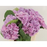 Hydrangea Hortensia Beau Papillon Paars 60cm*5