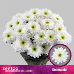 Chrysanthemum Krüsanteem SP Commander*5
