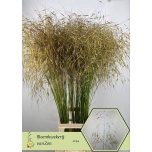 Stipa gigantea Pampa-stepirohi 120cm (tk)