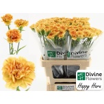 Dianthus Nelk ST Happy Haru*20