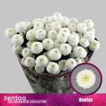 Chrysanthemum Krüsanteem SP Newton 75gr*5