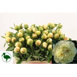 Paeonia Pojeng Hh Vanil Schnap 55cm