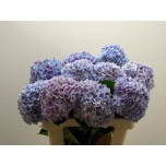 Hydrangea Hortensia Sunsation Paars 60cm*5