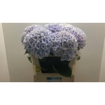 Hydrangea Hortensia Sunsation Paars 80cm*5