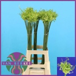 Allium Lauk Fido Dido 80cm