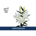 Lilium Liilia OR DU Amsterdam 90cm