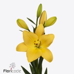 Lilium Liilia LA Botero 90cm