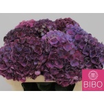 Hydrangea Hortensia Pink Ruby Paars 80cm*5