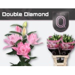 Lilium Liilia OR DU double diamond 90cm