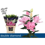 Lilium Liilia OR DU double diamond 95cm