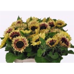 Helianthus Päevalill Marley 80cm