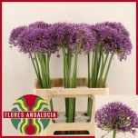 Allium Lauk Jackpot 70cm