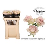 Kobarroos 70cm Notre Dame