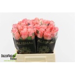 Roos 40cm Feruza