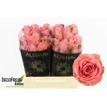 Roos 40cm Feruza