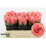 Roos 50cm Feruza