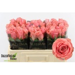 Roos 50cm Feruza