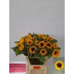 Helianthus Päevalill Ziggy 80cm
