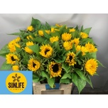 Helianthus Päevalill Ziggy 80cm