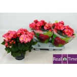Begonia Begoonia elatior double belove rose 19cm