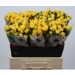 Kobarroos 60cm Golden Blossoms