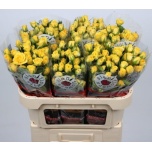 Kobarroos 70cm Golden Blossoms