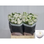 Ranunculus Tulikas Iceberg