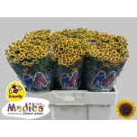 Chrysanthemum Krüsanteem SANTINI Madiba Yellow Bokaa*25