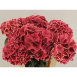 Hydrangea Hortensia Mag Ruby Glow 60cm*5