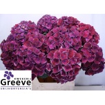 Hydrangea Hortensia Mag Ruby Glow 80cm*5