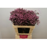 Limonium Parkjuur V Tiffany Diamond 60cm