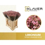 Limonium Parkjuur V Tiffany Diamond 60cm
