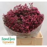 Limonium Parkjuur V Tiffany Diamond 60cm