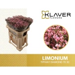 Limonium Parkjuur V Tiffany Diamond 70cm