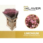 Limonium Parkjuur V Tiffany Diamond 80cm