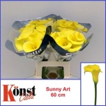 Zantedeschia Kalla Sunny Art 60cm