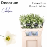 Eustoma Preeriakell Botanic White	
