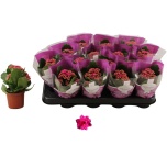 Kalanchoe Kalanhoe double rosalina don victo 70cm