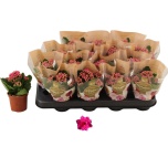 Kalanchoe Kalanhoe double rosalina don victo 7cm