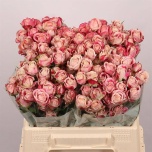 Kobarroos 40cm Flinders Lane