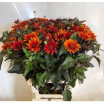 Heliopsis Päikesesilm Red Shades 75cm