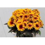 Heliopsis Päikesesilm Yellow Spider 60cm