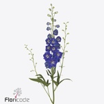 Delphinium Kukekannus Delphi´s Blue 110cm