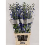 Delphinium Kukekannus Delphi´s Blue 110cm