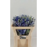 Delphinium Kukekannus Delphi´s Blue 80cm