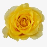 Roos 60cm Palmers