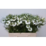 Nigella Power White 60cm