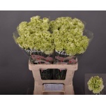 Dianthus Nelk ST Green Shot*20